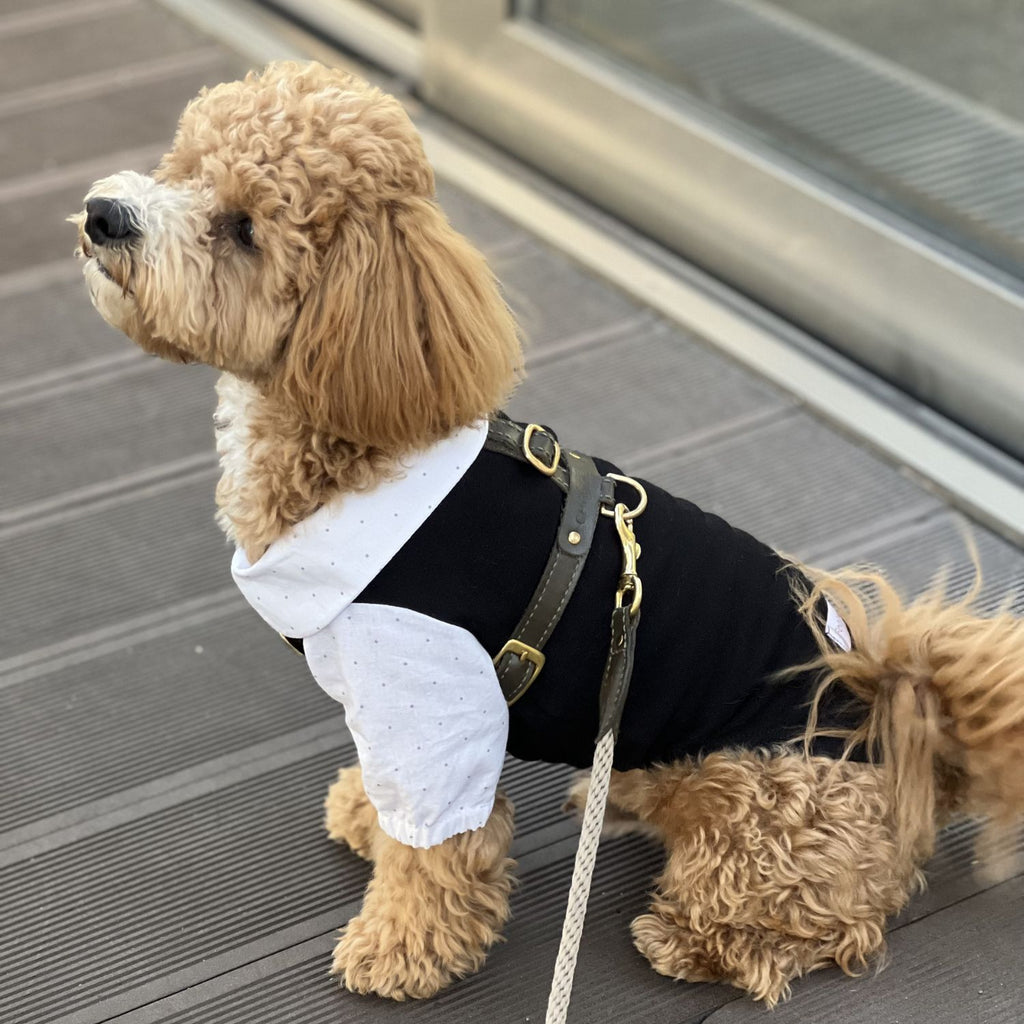 Stylish maltipoo wearing a black and white dog shirt perfectly accessorized with the Olive green leather harness by CacheMio & CHOUCHOÚ.