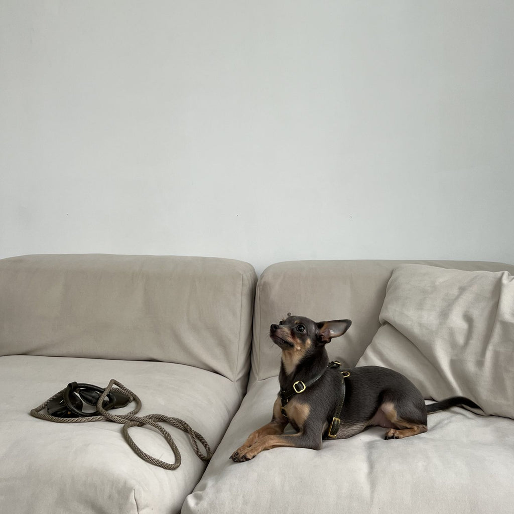 Small toy terrier resting on a modern beige sofa while wearing the comfortable Olive green leather dog harness by CacheMio & CHOUCHOÚ.