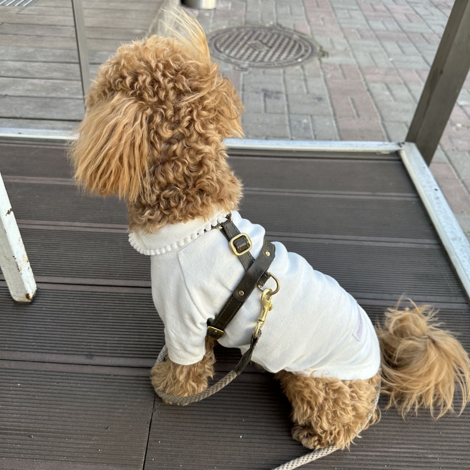 Back view of a maltipoo wearing a white shirt and the CacheMio & CHOUCHOÚ Olive green leather harness, highlighting the solid brass hardware and leash attachment.