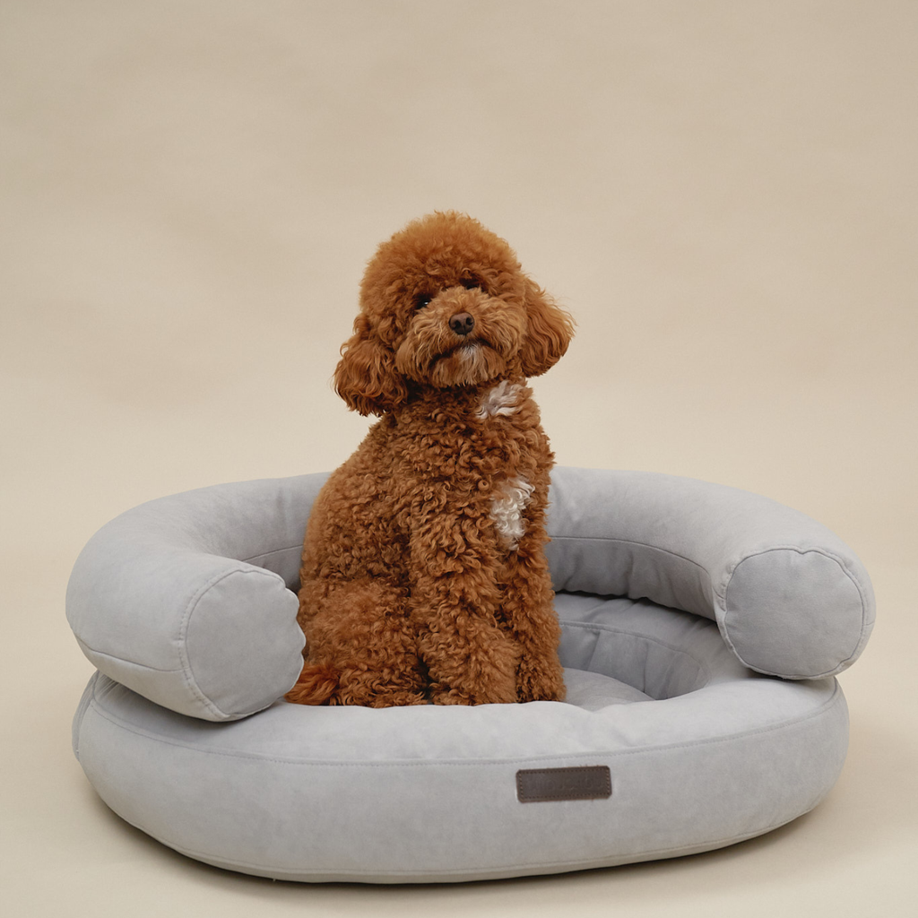 Vibrant apricot curls of a maltipoo create a striking warm contrast against the cool, soothing grey textile of the supportive dog sofa.