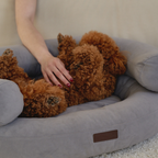 Playful interaction unfolds on the living room rug as a woman gently rubs the belly of a relaxed brown maltipoo lounging in the silver bed.