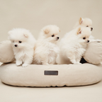 Four pristine white Pomeranian puppies nestle securely within the supportive soft bolsters of the sand-toned luxury resting space.