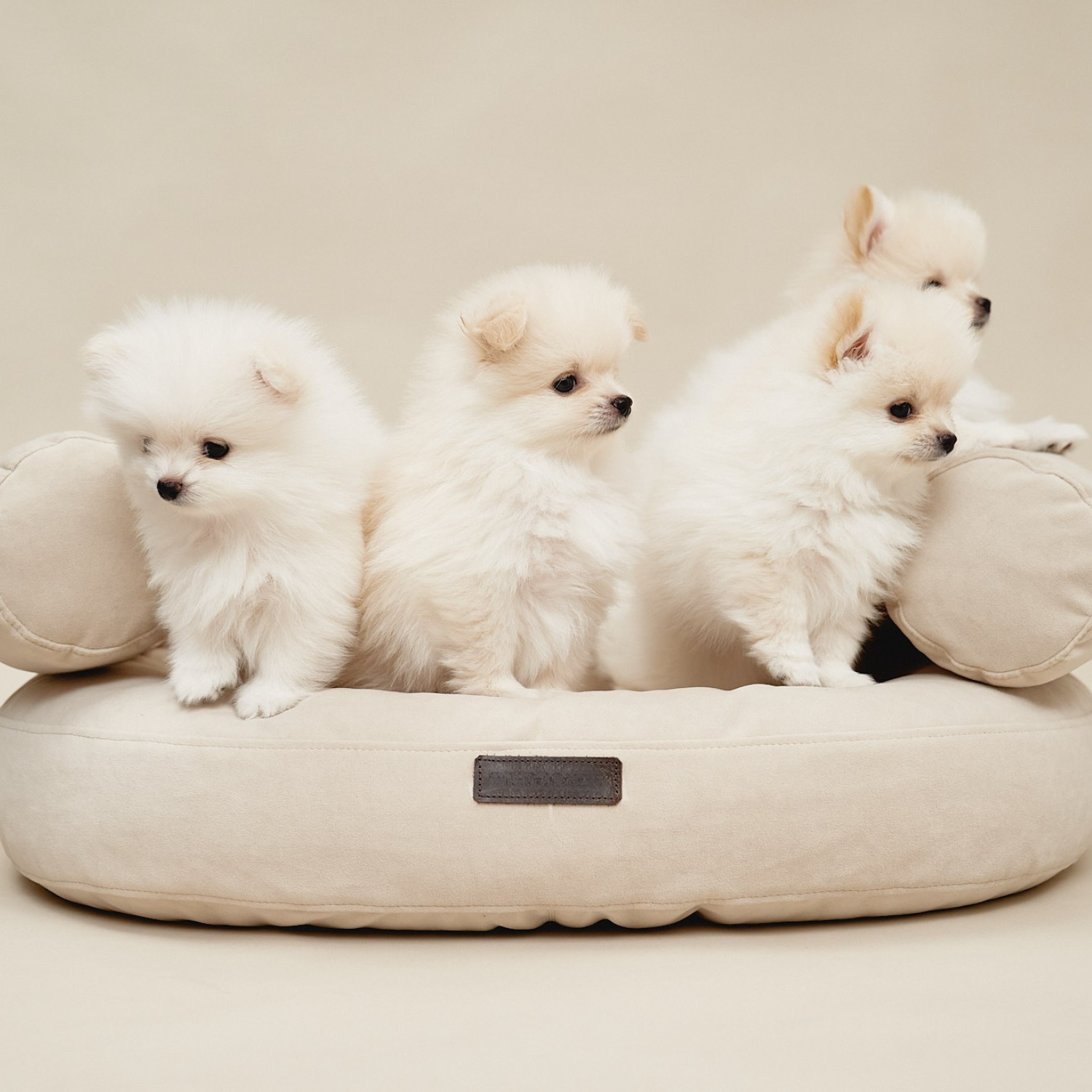 Four pristine white Pomeranian puppies nestle securely within the supportive soft bolsters of the sand-toned luxury resting space.
