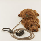A moment of post-walk relaxation for a fluffy brown dog, with the matching olive rope lead and waste bag dispenser resting in soft focus in the foreground.