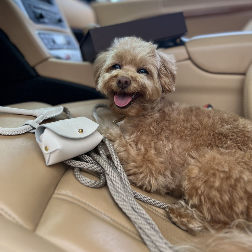 Ready for a premium travel experience, a curly maltipoo rests on beige car seats next to coordinating light-toned leather and rope accessories.