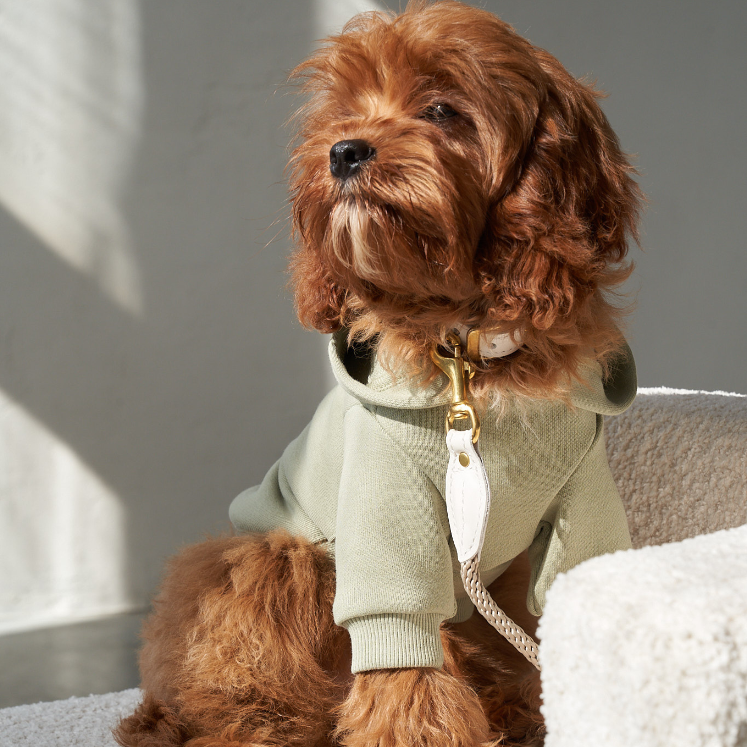 Sunlight catches the premium white leather leash attached to a brown maltipoo, who is styled impeccably in the breathable pistachio streetwear.
