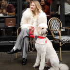 Elegant standard white poodle wearing premium red leather dog accessories by CacheMio & CHOUCHOÚ, sitting next to its owner at a European city cafe.