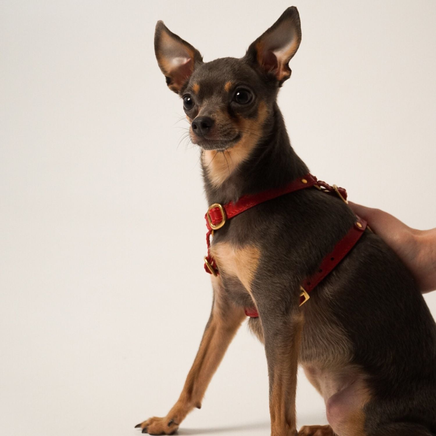 Small dog wearing the comfortable red Italian leather dog harness by CacheMio & CHOUCHOÚ, demonstrating a perfect ergonomic fit on a seamless white background.