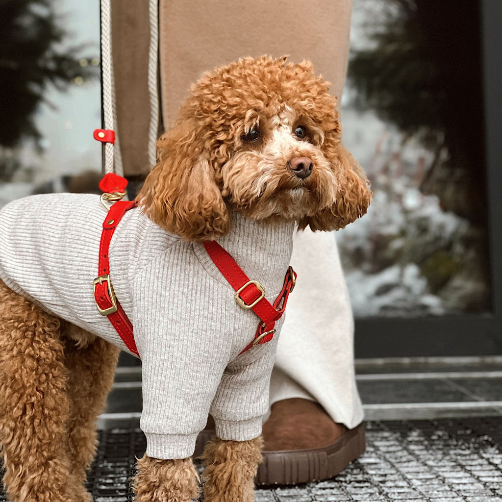 Cute brown toy poodle wearing a stylish red leather dog harness by CacheMio & CHOUCHOÚ, enjoying an outdoor city walk with a matching rope leash.