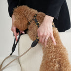 Unseen owner gently secures the tactile black leather gear onto a curly brown maltipoo, highlighting the sharp contrast and snug fit.