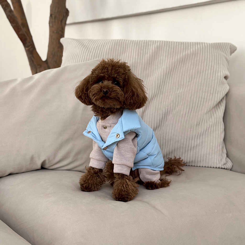 Perched comfortably on a beige corduroy cushion, a curly brown maltipoo models the icy blue vest layered over a knit sweater. The tailored collar provides gentle neck warmth in drafty indoor spaces.