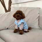 Perched comfortably on a beige corduroy cushion, a curly brown maltipoo models the icy blue vest layered over a knit sweater. The tailored collar provides gentle neck warmth in drafty indoor spaces.