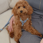 Resting obediently on grey trousers, the small dog showcases the zero-chafing fit and elegant aesthetic of the light blue leather chest strap.