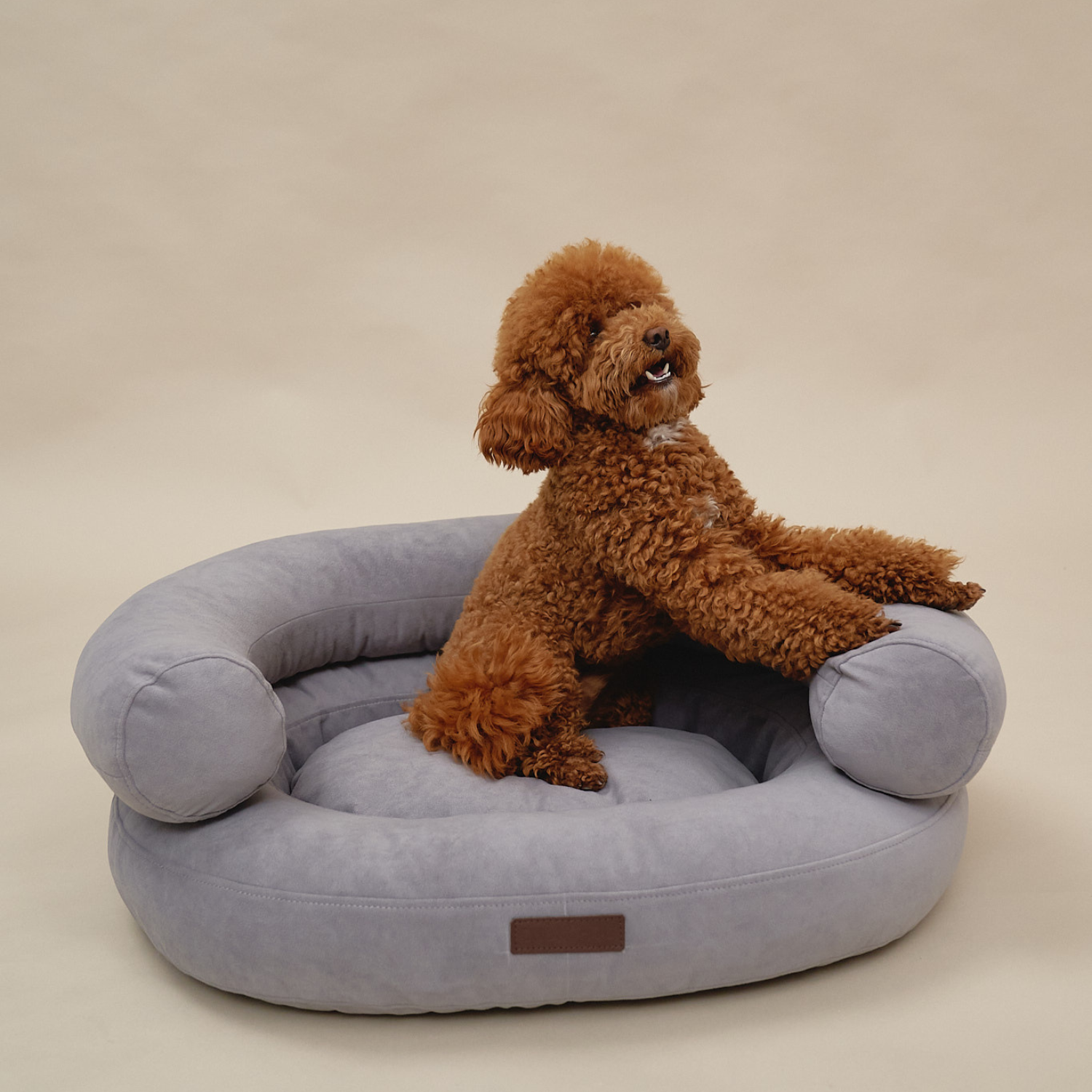 Energetic stance as a brown maltipoo leans its front legs against the sturdy, shape-retaining grey side cushions on a seamless backdrop.