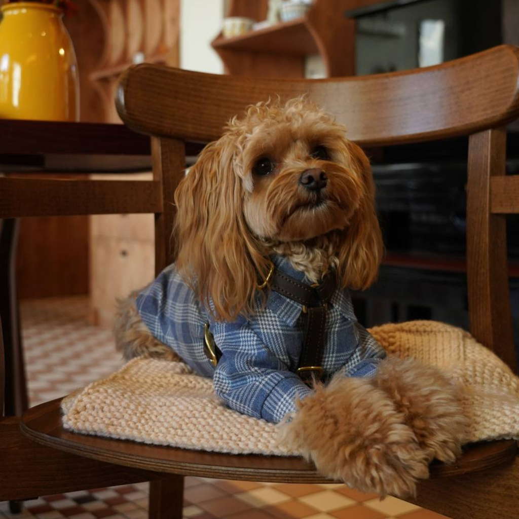 Earthy brown leather harness straps beautifully complement the tailored fit of the tartan cotton shirt worn by an attentive maltipoo resting on a wooden chair.