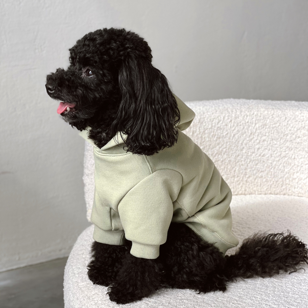 Profile shot of a black poodle sitting attentively in a bright minimalist room, showcasing the shape-retaining hood and tailored fit of the sage green apparel.