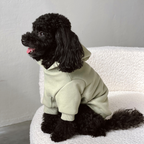 Profile shot of a black poodle sitting attentively in a bright minimalist room, showcasing the shape-retaining hood and tailored fit of the sage green apparel.