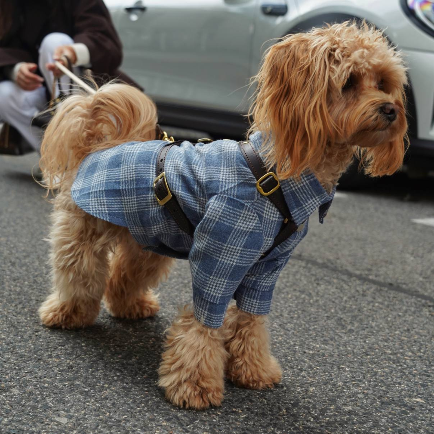 Urban canine fashion captured in stride. The breathable tartan fabric provides unrestricted movement for the maltipoo alongside heavy-duty leather walking gear.