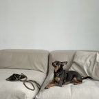 Resting peacefully on a modern beige sofa, a small dark-coated terrier embodies quiet luxury while wearing the flexible green leather gear.