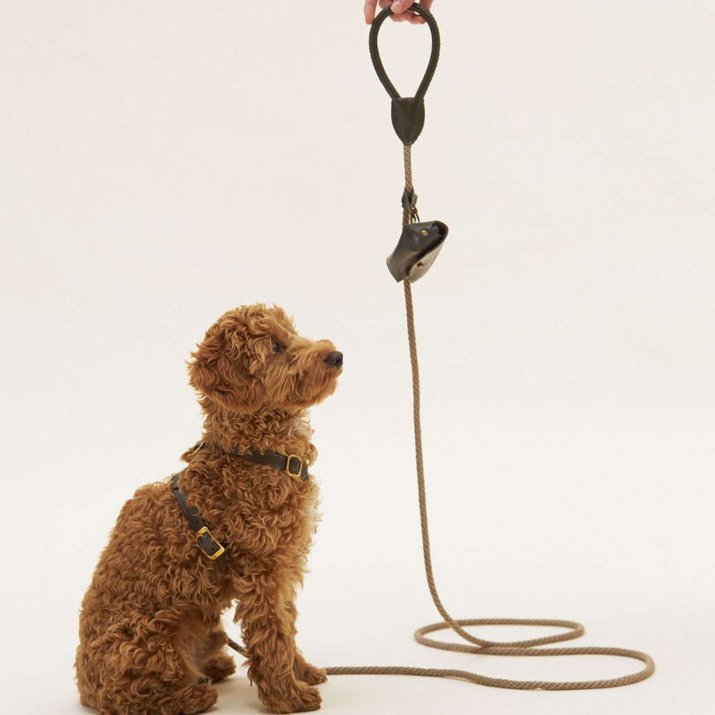 Focused training moment as a brown maltipoo gazes up attentively at the suspended olive leather leash handle and matching dispenser.