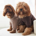 A cheerful caramel-colored maltipoo in a light beige sweater sits closely with its companion wearing the dark chocolate variation, demonstrating unrestricted ergonomic mobility.