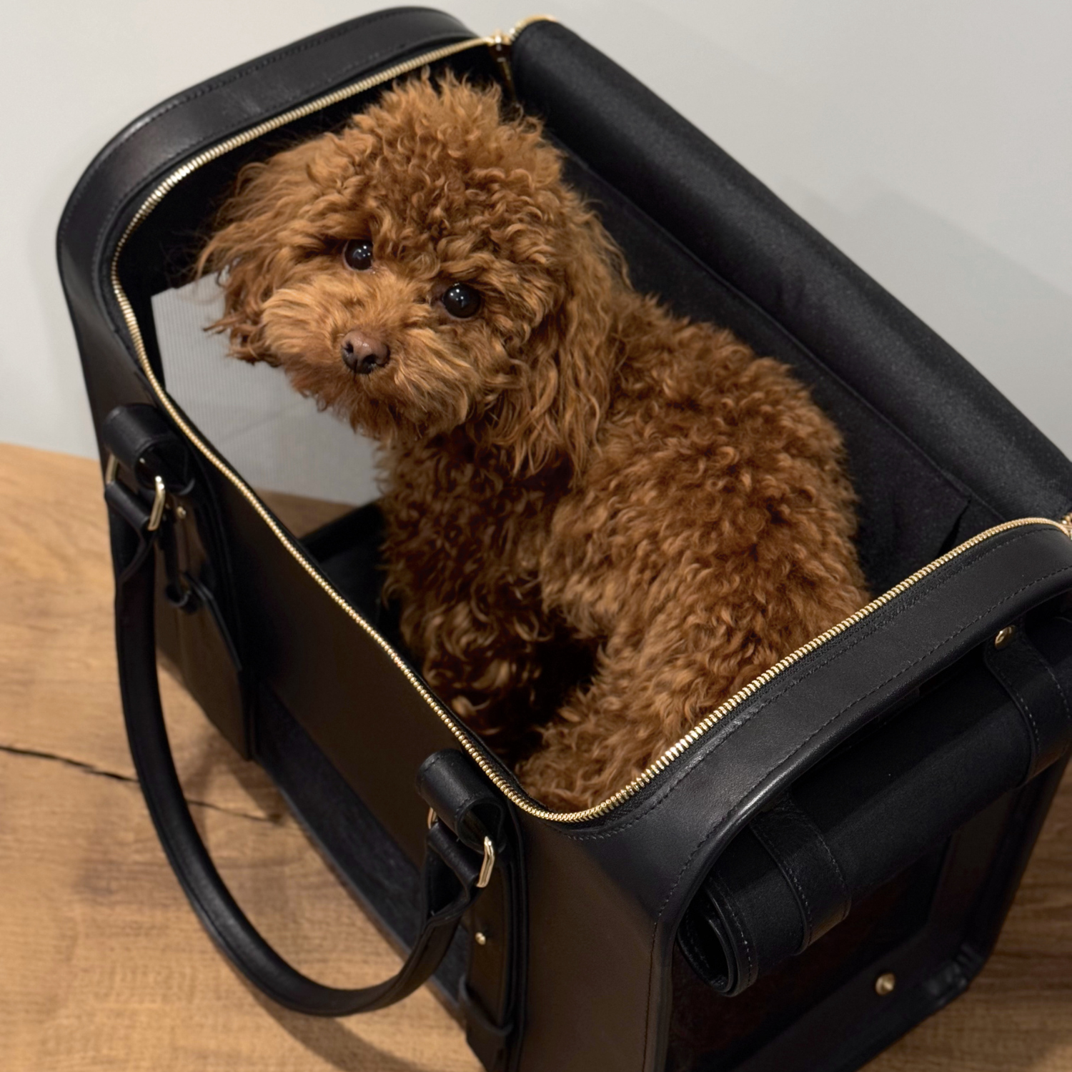 Ready for departure, an attentive maltipoo models the sophisticated black travel bag, highlighting the structured top handles and durable gold-tone zippers.