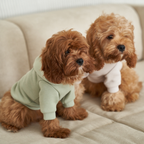 Relaxed domestic atmosphere featuring two fluffy maltipoos on a modern beige sofa, effortlessly styled in the pistachio and cream iterations of the loungewear collection.
