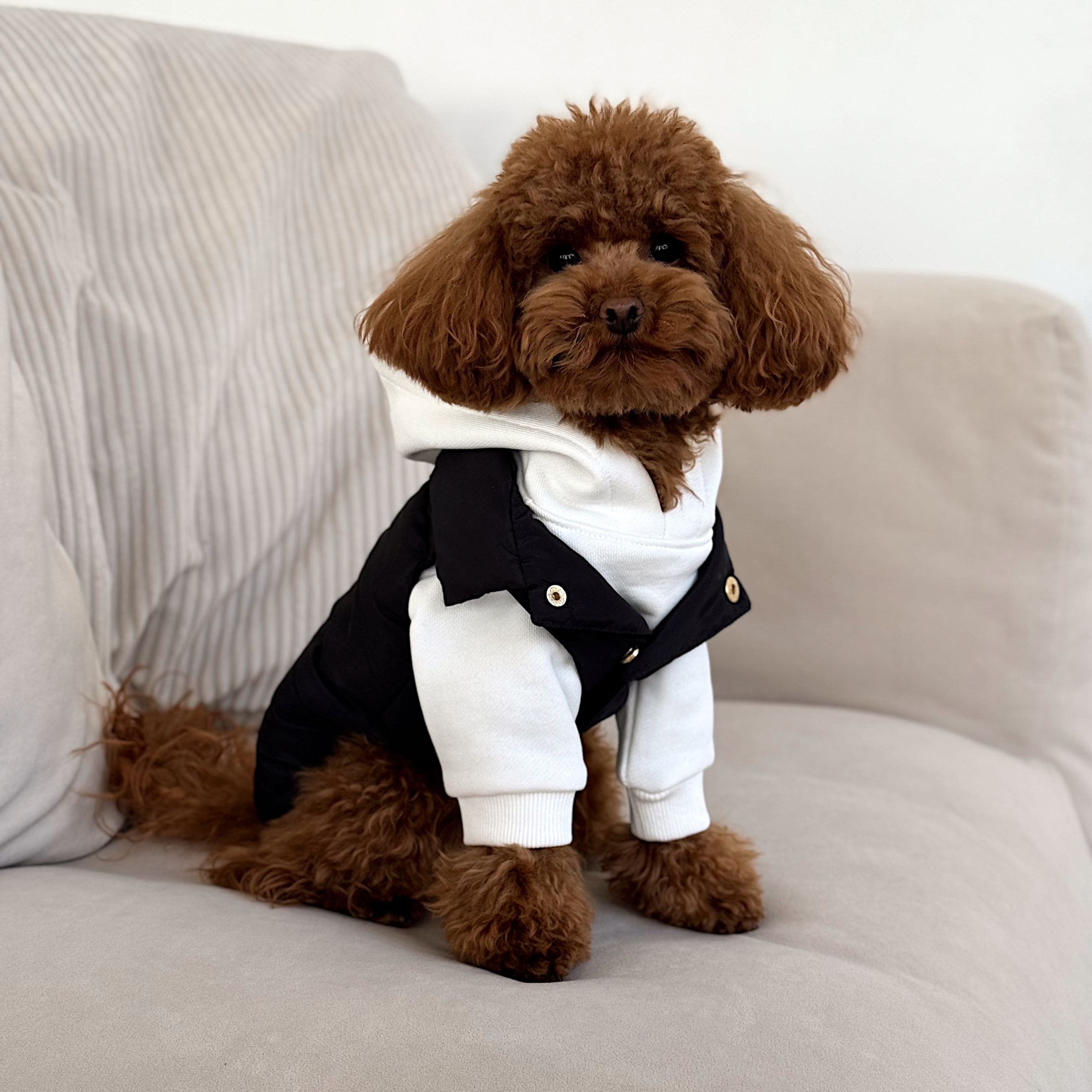 Showcasing premium streetwear for pets, a small brown dog wears the nocturnal black thermal jacket layered sharply over a crisp white cotton hoodie.