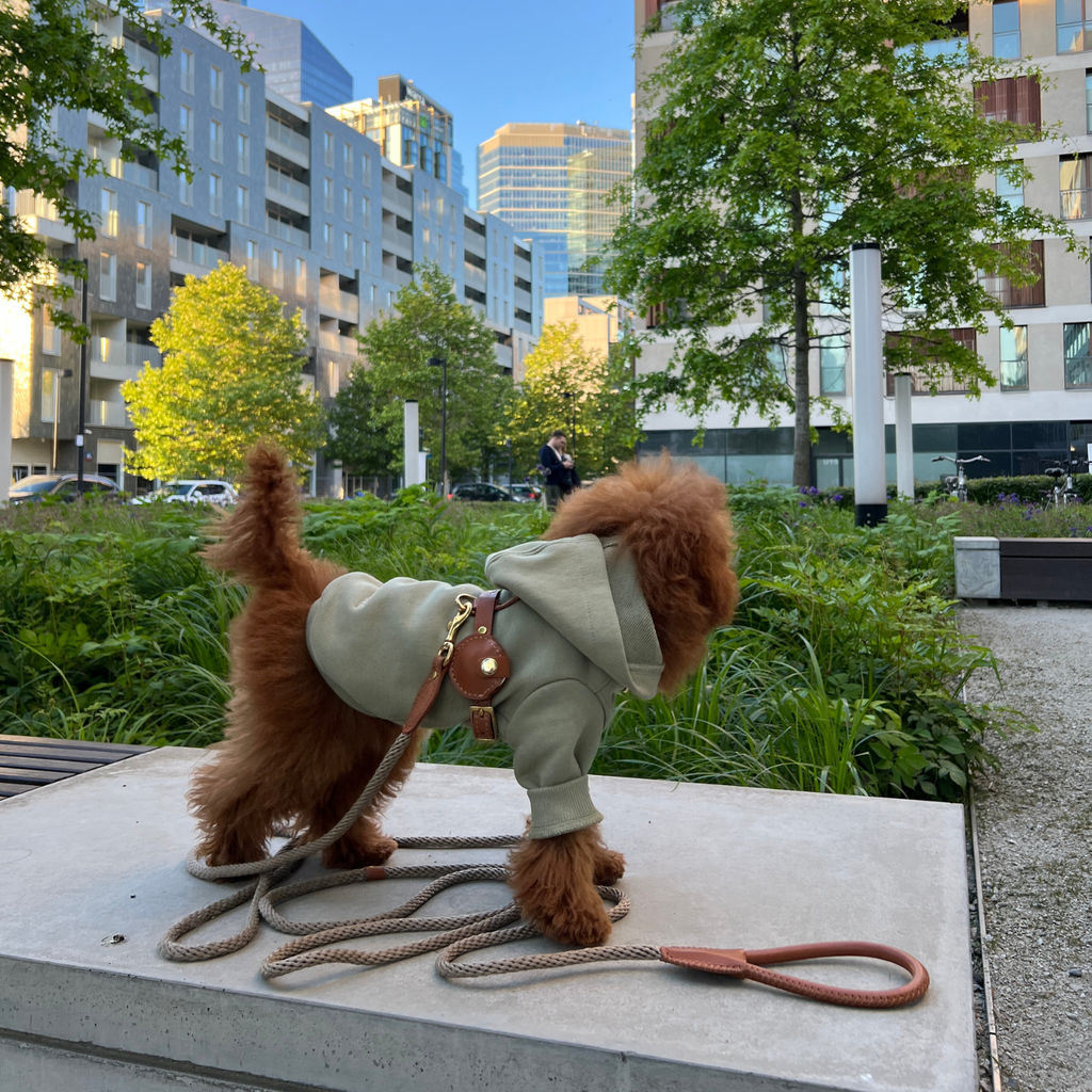 Urban exploration in a modern city park. A brown maltipoo stands on a concrete bench wearing the pistachio hoodie seamlessly layered under a tan leather harness.