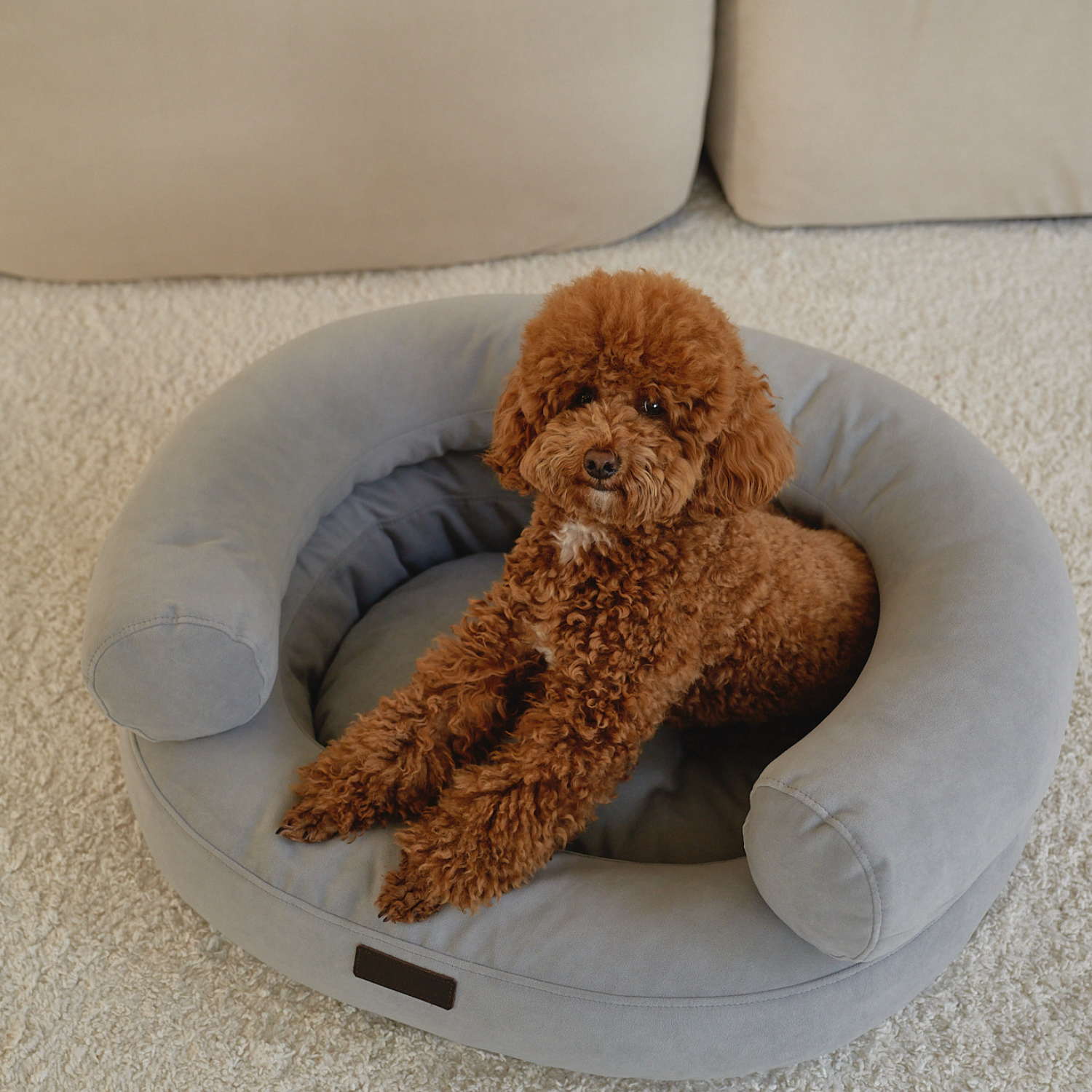 Resting heavy paws over the thick front bolster, a calm brown maltipoo enjoys the secure and enveloping environment of the ash-colored sanctuary.