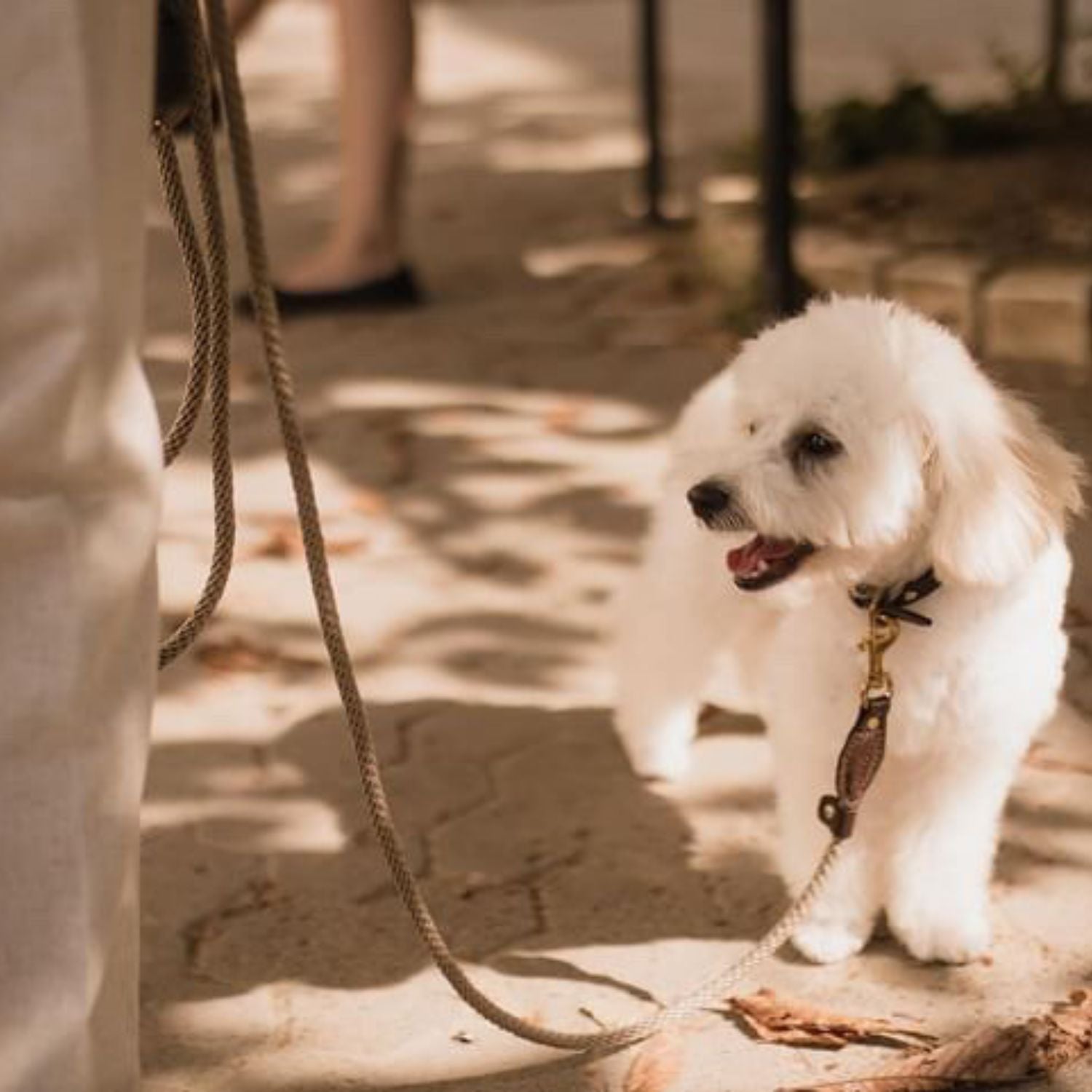 A small white companion dog stands on a sunlit paved path, tethered securely by a rich espresso rope and leather lead.