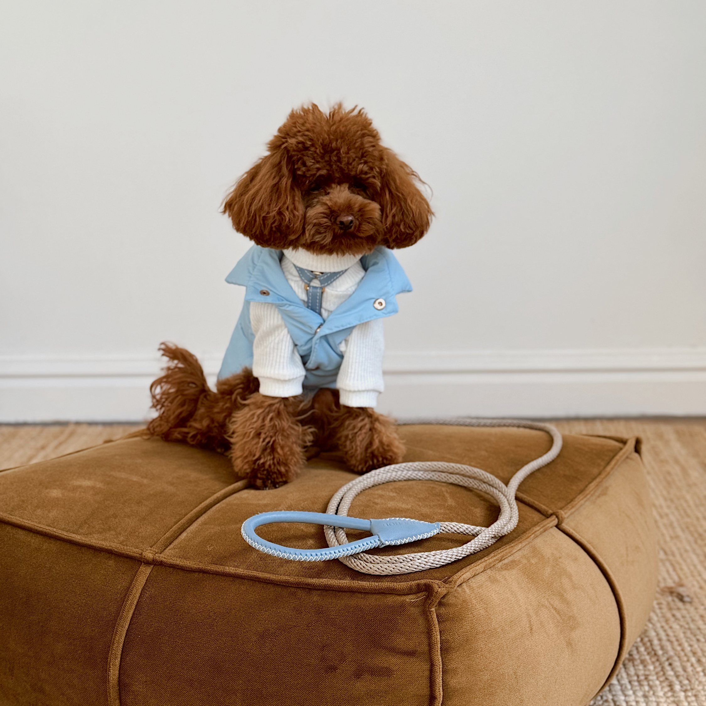 High-fashion winter layering achieved as the maltipoo wears the sky-blue leather harness flawlessly integrated beneath a matching insulated puffer vest.