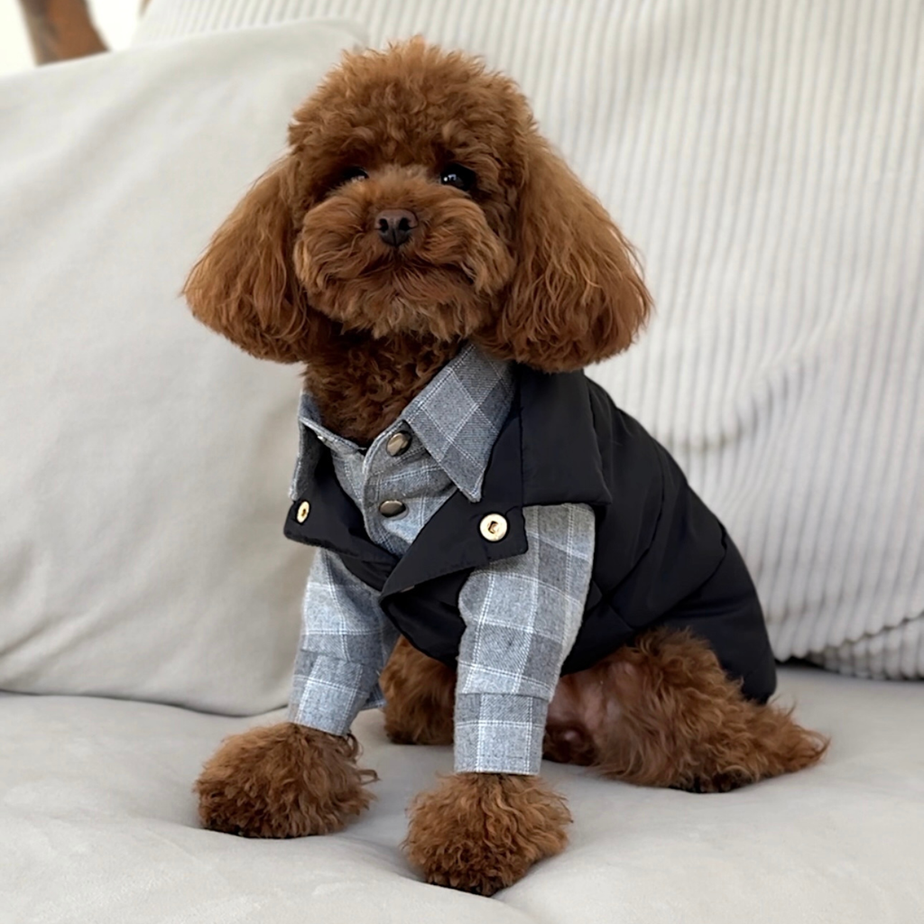 Masterful winter layering demonstrated by a brown maltipoo wearing the checkered cotton shirt effortlessly styled beneath a black utilitarian puffer vest.