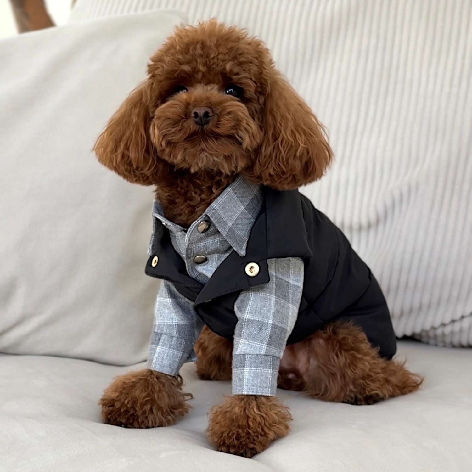 Masterful winter layering demonstrated by a brown maltipoo wearing the checkered cotton shirt effortlessly styled beneath a black utilitarian puffer vest.