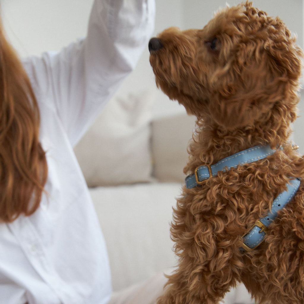Serene Leather Puppy & Dog Walk Kit (Light Blue)