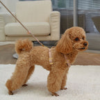 Brown toy poodle standing on a white rug, demonstrating the perfect ergonomic fit of the CacheMio & CHOÚ pale pink Italian leather dog harness. 