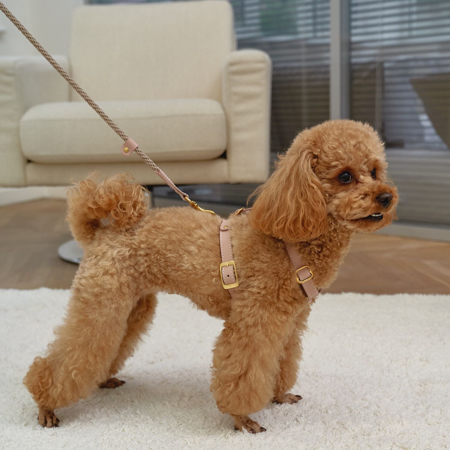 Brown toy poodle standing on a white rug, demonstrating the perfect ergonomic fit of the CacheMio & CHOÚ pale pink Italian leather dog harness. 