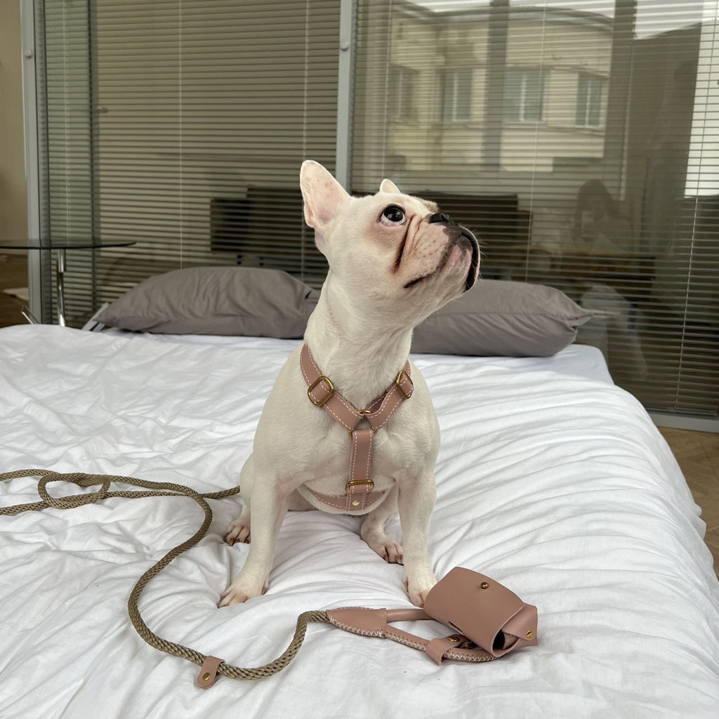 White French Bulldog sitting on a bed wearing a pale pink leather harness, with the matching CacheMio & CHOÚ rope leash and poop bag dispenser resting nearby.