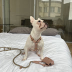 White French Bulldog sitting on a bed wearing a pale pink leather harness, with the matching CacheMio & CHOÚ rope leash and poop bag dispenser resting nearby.