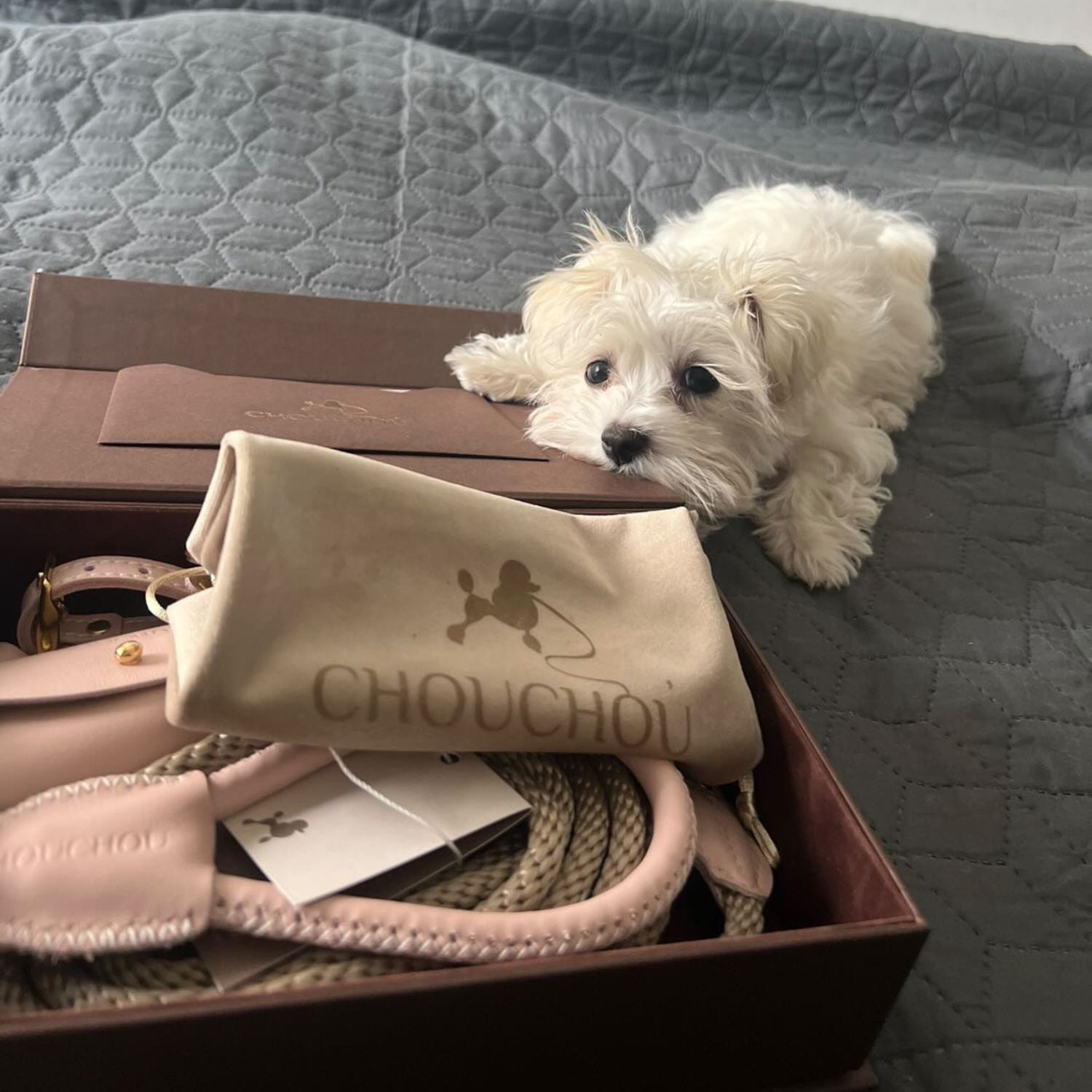Small white dog resting on a grey bed next to an open CacheMio&CHOÚ gift box, revealing a pale pink leather dog walking set and suede dust bag.