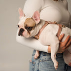 Close-up of a white French Bulldog comfortably wearing the CacheMio&CHOÚ pale pink leather harness, highlighting the adjustable straps and brass fittings.