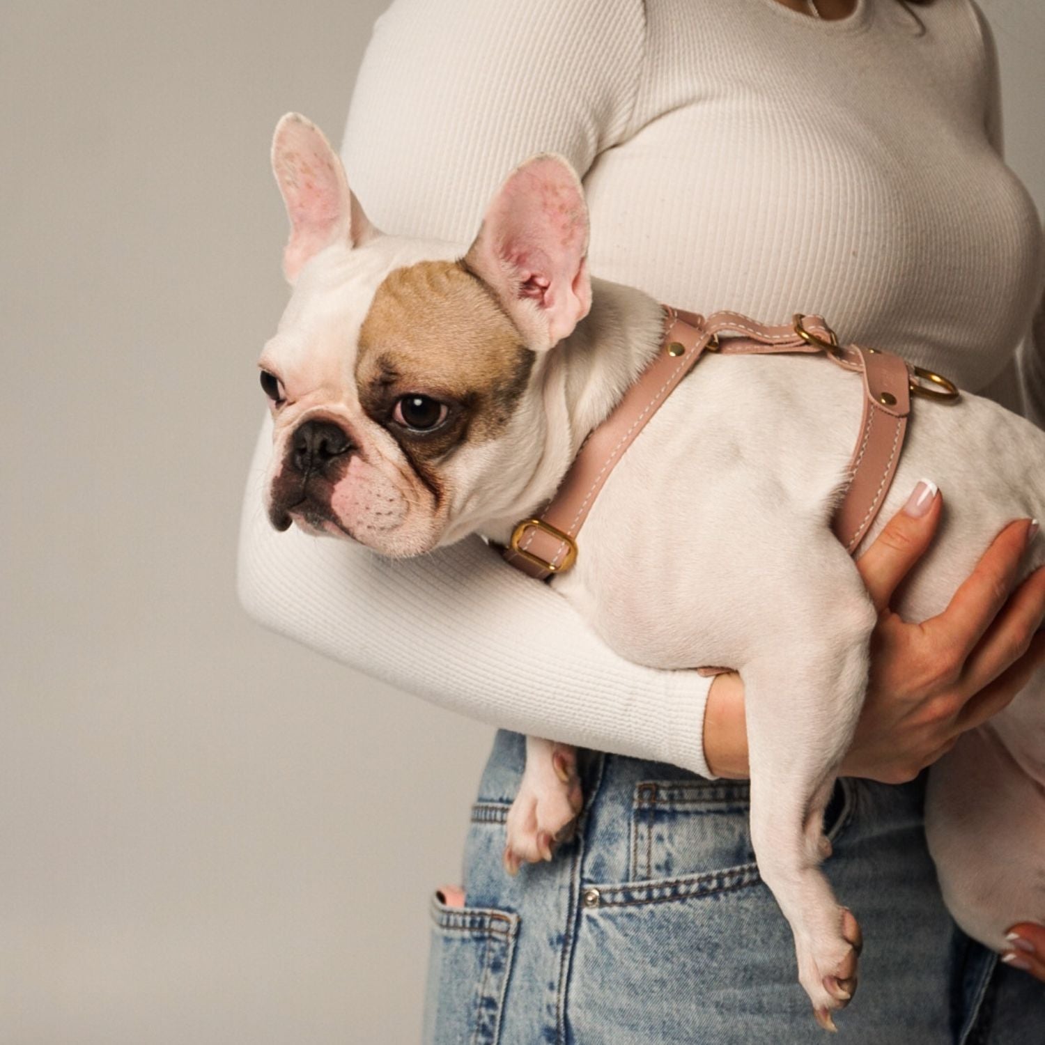Close-up of a white French Bulldog comfortably wearing the CacheMio&CHOÚ pale pink leather harness, highlighting the adjustable straps and brass fittings.