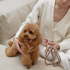 A cute brown toy poodle wearing a pale pink leather dog harness by CacheMio & CHOÚ, sitting on a beige sofa next to its owner holding the rope leash.
