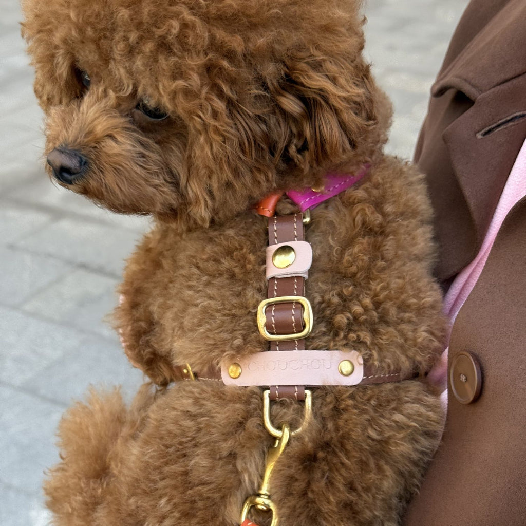 Side profile of a well-groomed brown Maltipoo wearing an ergonomic, multi-tone leather dog harness designed for maximum comfort and style.