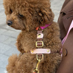 Side profile of a well-groomed brown Maltipoo wearing an ergonomic, multi-tone leather dog harness designed for maximum comfort and style.