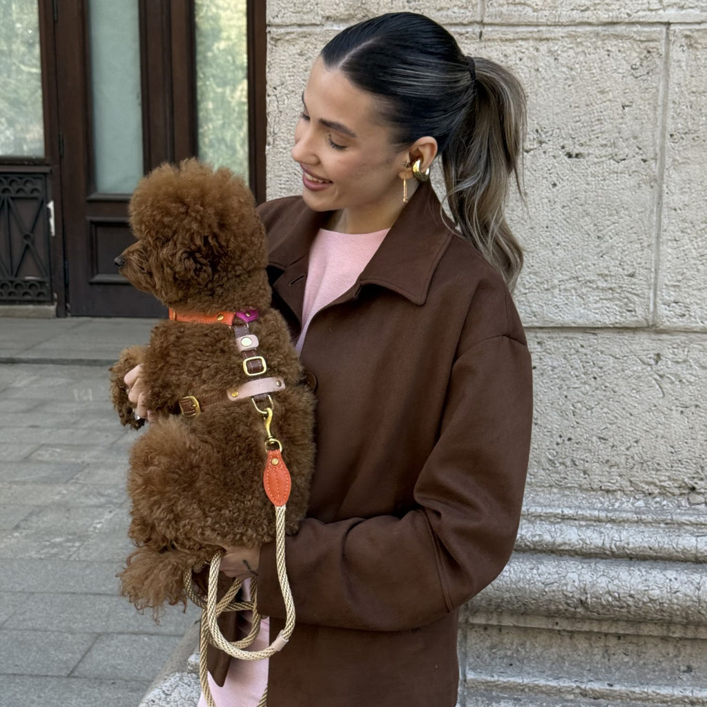 Intimate portrait of an owner cuddling her Maltipoo, highlighting the soft leather textures of the playful Chromatique dog harness.